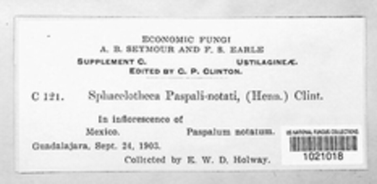 Sporisorium paspali-notati image